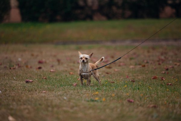 Kraftvolle Muskelentwicklung durch pflanzliche Proteine: Dein Schlüssel zum Erfolg!