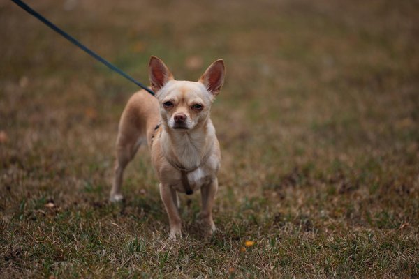 Ultimative Anleitung: Klassische Quiche Lorraine mit saftigem Speck und cremigem Gruyère zaubern